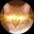 Owner Avatar