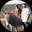 GeorgeImperial's avatar